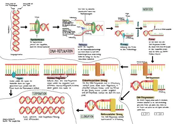 Know Fließschema DNA-Replikation thumbnail