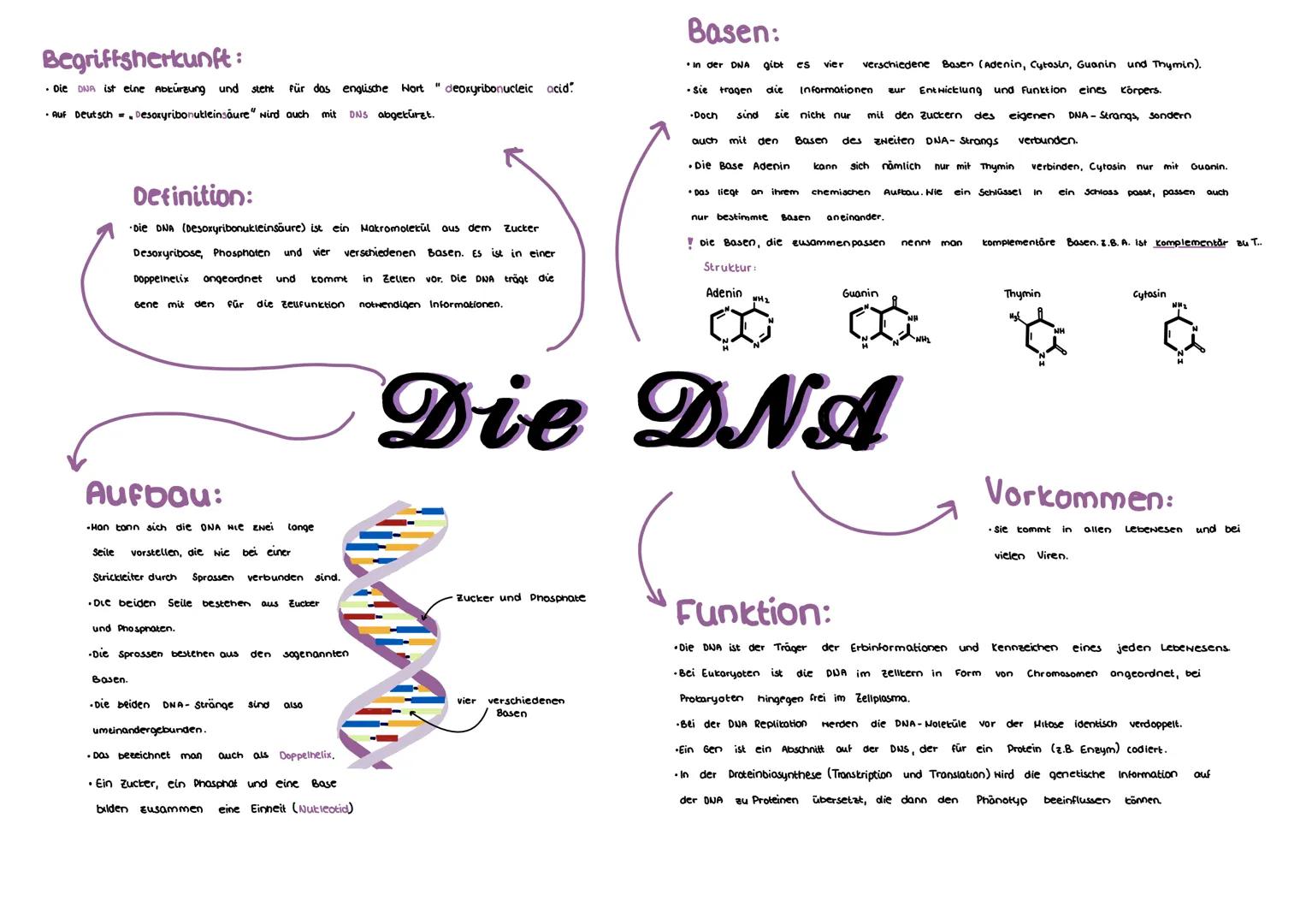Begriffsherkunft:
- Die DNA ist eine Abkurzung und steht für das englische Hort deoxyribonucleic acid.
- Auf Deutsch = „Desoxyribonukleinsäu