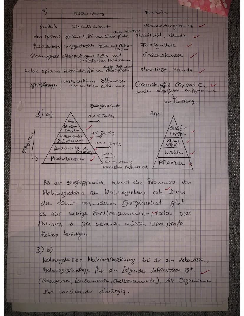 
<p>Ein Ökosystem setzt sich aus verschiedenen Nahrungsketten zusammen, die miteinander zu einem Nahrungsnetz verknüpft sind. Je artenreiche