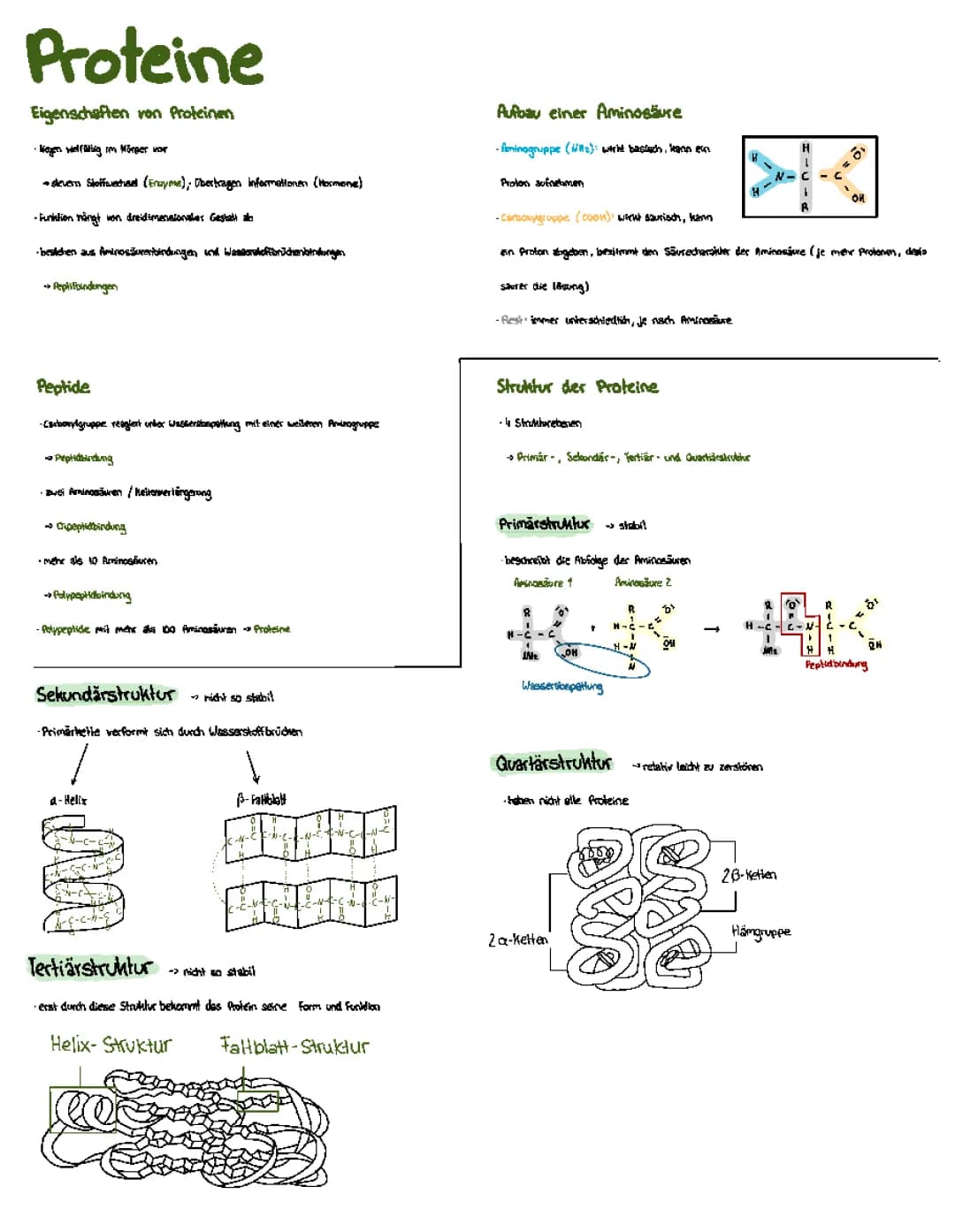 Proteine und Enzyme 