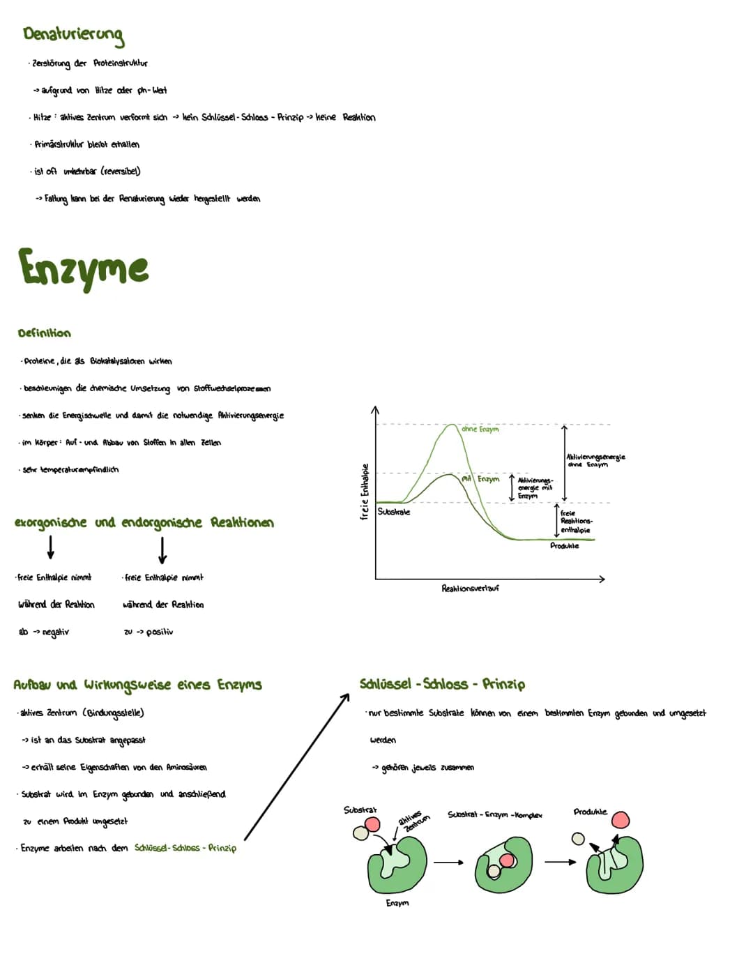 Proteine
Eigenschaften von Proteinen
·liegen vielfältig im Körper vor
→stevern Stoffwechsel (Enzyme), übertragen Informationen (Hormone)
• F