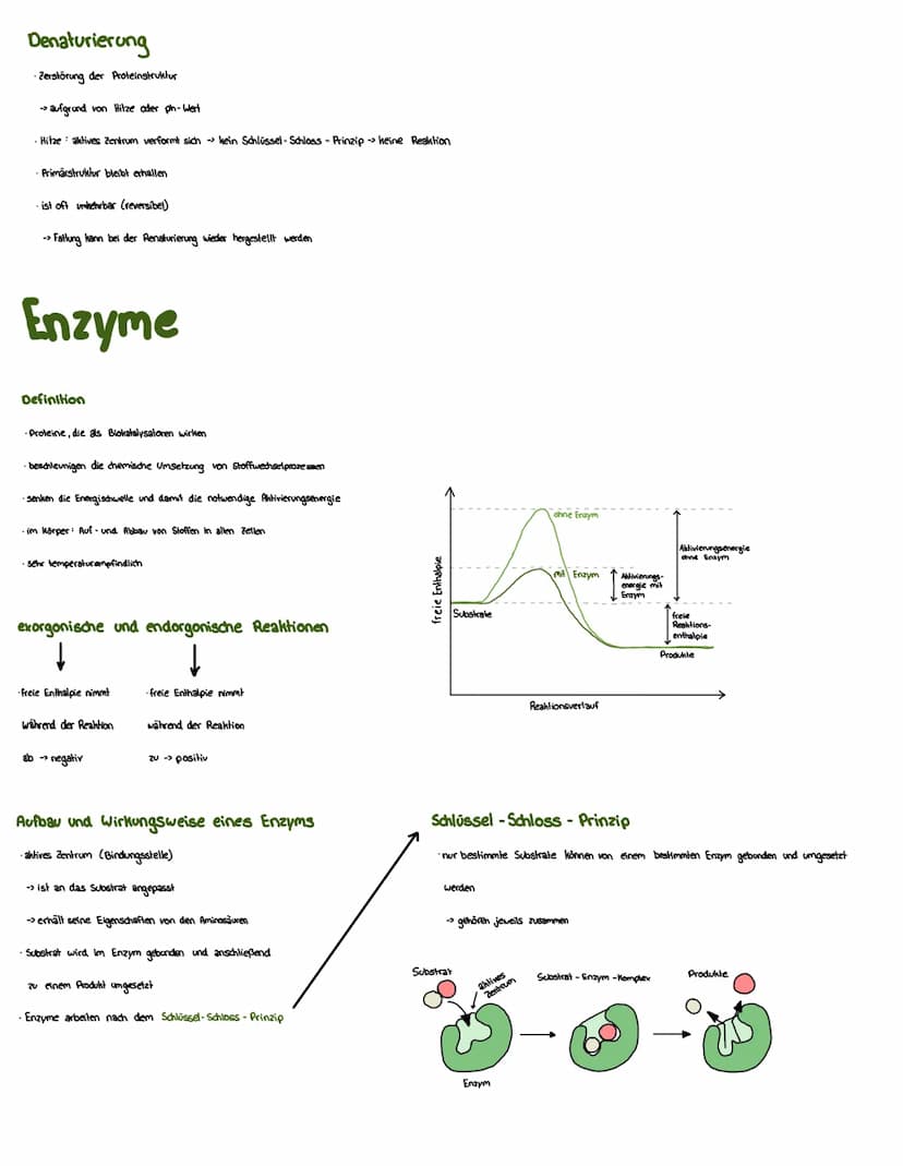 Proteine
Eigenschaften von Proteinen
·liegen vielfältig im Körper vor
→stevern Stoffwechsel (Enzyme), übertragen Informationen (Hormone)
• F