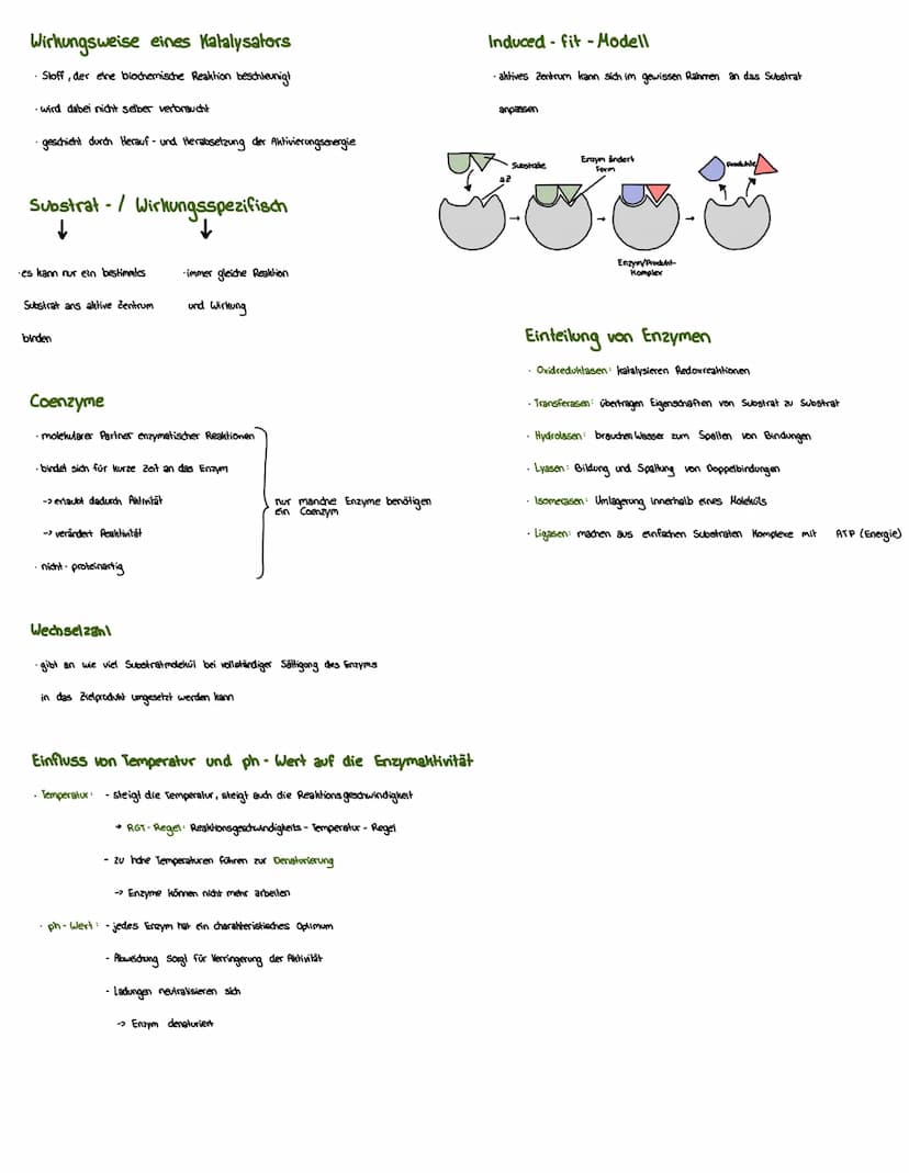 Proteine
Eigenschaften von Proteinen
·liegen vielfältig im Körper vor
→stevern Stoffwechsel (Enzyme), übertragen Informationen (Hormone)
• F