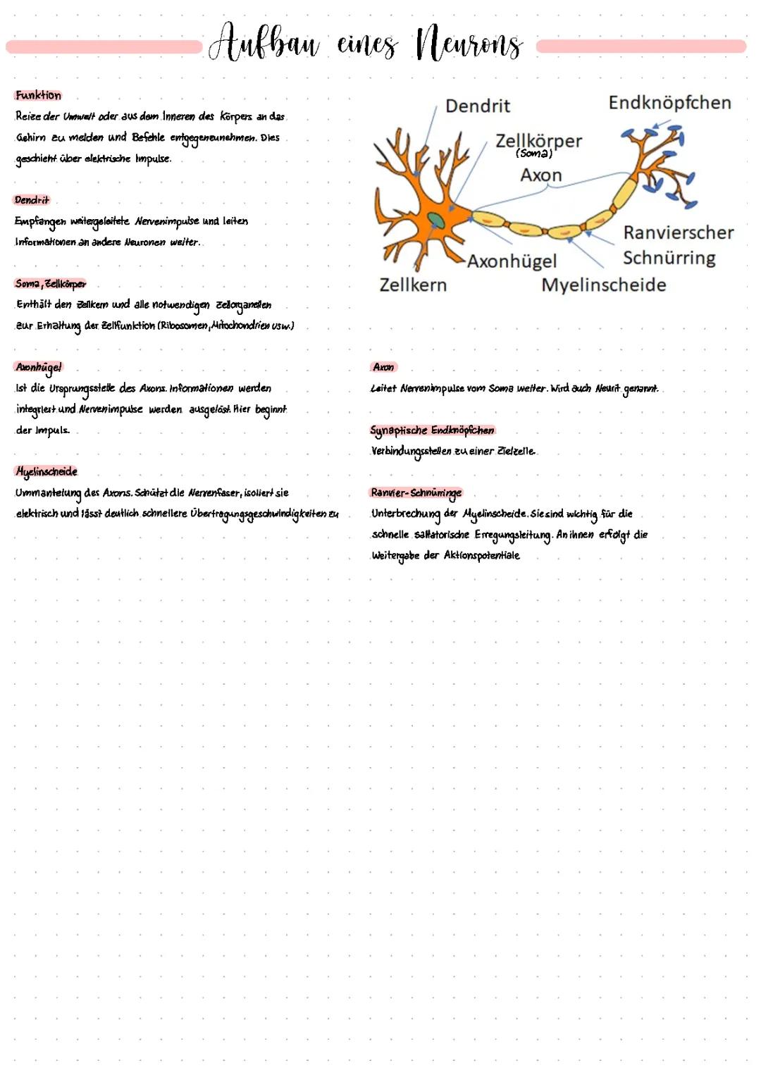 Aufbau eines Neurons 
