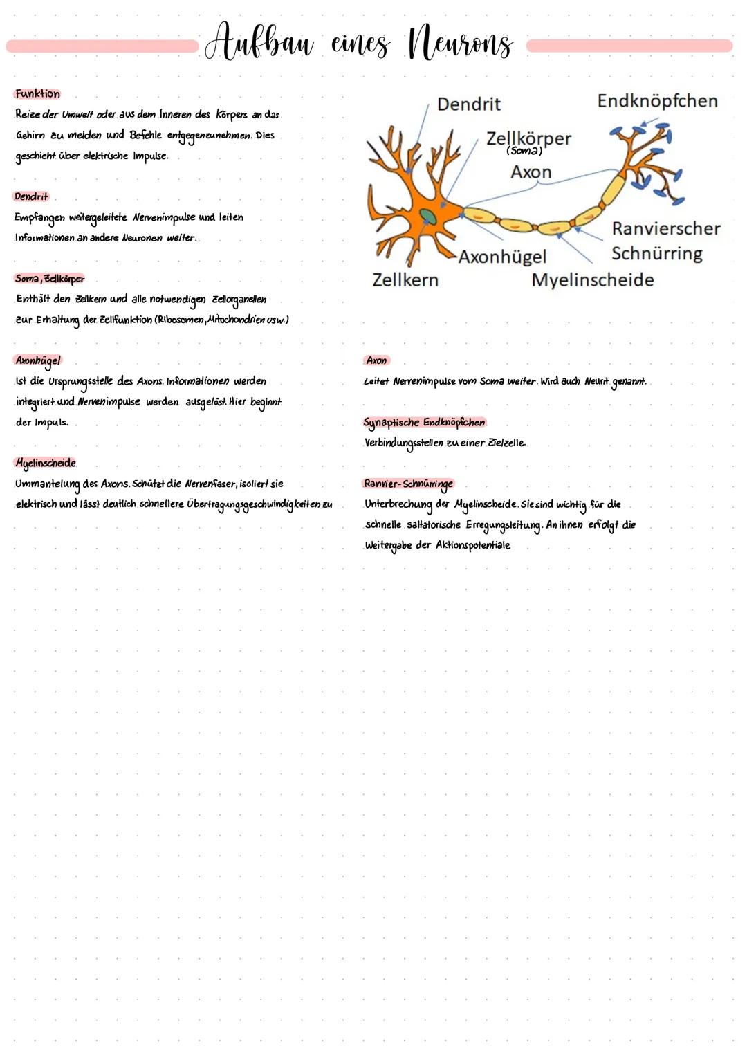 Aufbau eines neurons
Funktion
Reize der Umwelt oder aus dem Inneren des Körpers an das.
Gehirn zu melden und Befehle entgegenzunehmen. Dies
