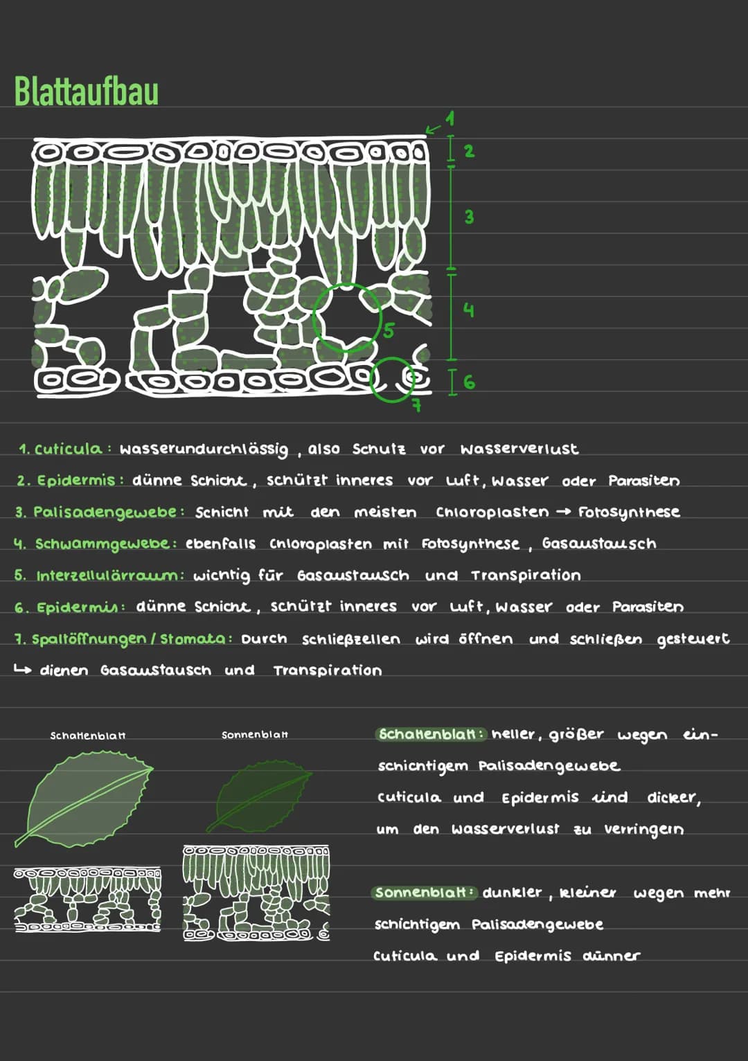 Blattaufbau
Dobadoo
Schatenblatt
ODG006
1. Cuticula: wasserundurchlässig, also Schutz vor Wasserverlust
2. Epidermis: dünne Schicht, schützt