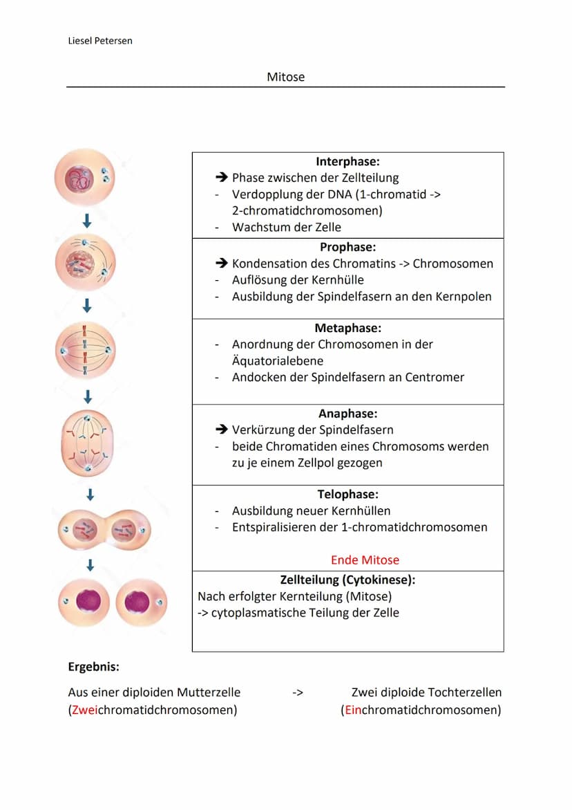 Liesel Petersen
Gemeinsamkeiten
gleiche Reihenfolge der Phasen (Interphase, Prophase, Metaphase, Anaphase, Telophase)
aus einer diploiden Mu