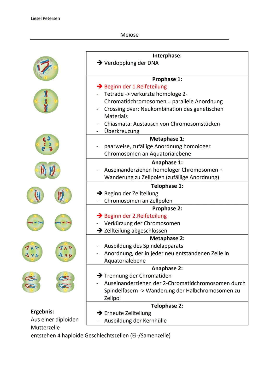Liesel Petersen
Gemeinsamkeiten
gleiche Reihenfolge der Phasen (Interphase, Prophase, Metaphase, Anaphase, Telophase)
aus einer diploiden Mu