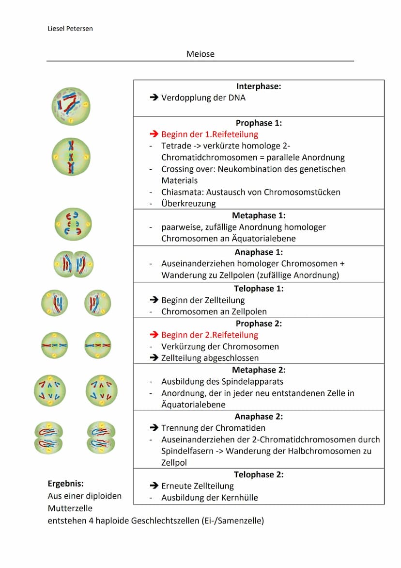 Liesel Petersen
Gemeinsamkeiten
gleiche Reihenfolge der Phasen (Interphase, Prophase, Metaphase, Anaphase, Telophase)
aus einer diploiden Mu