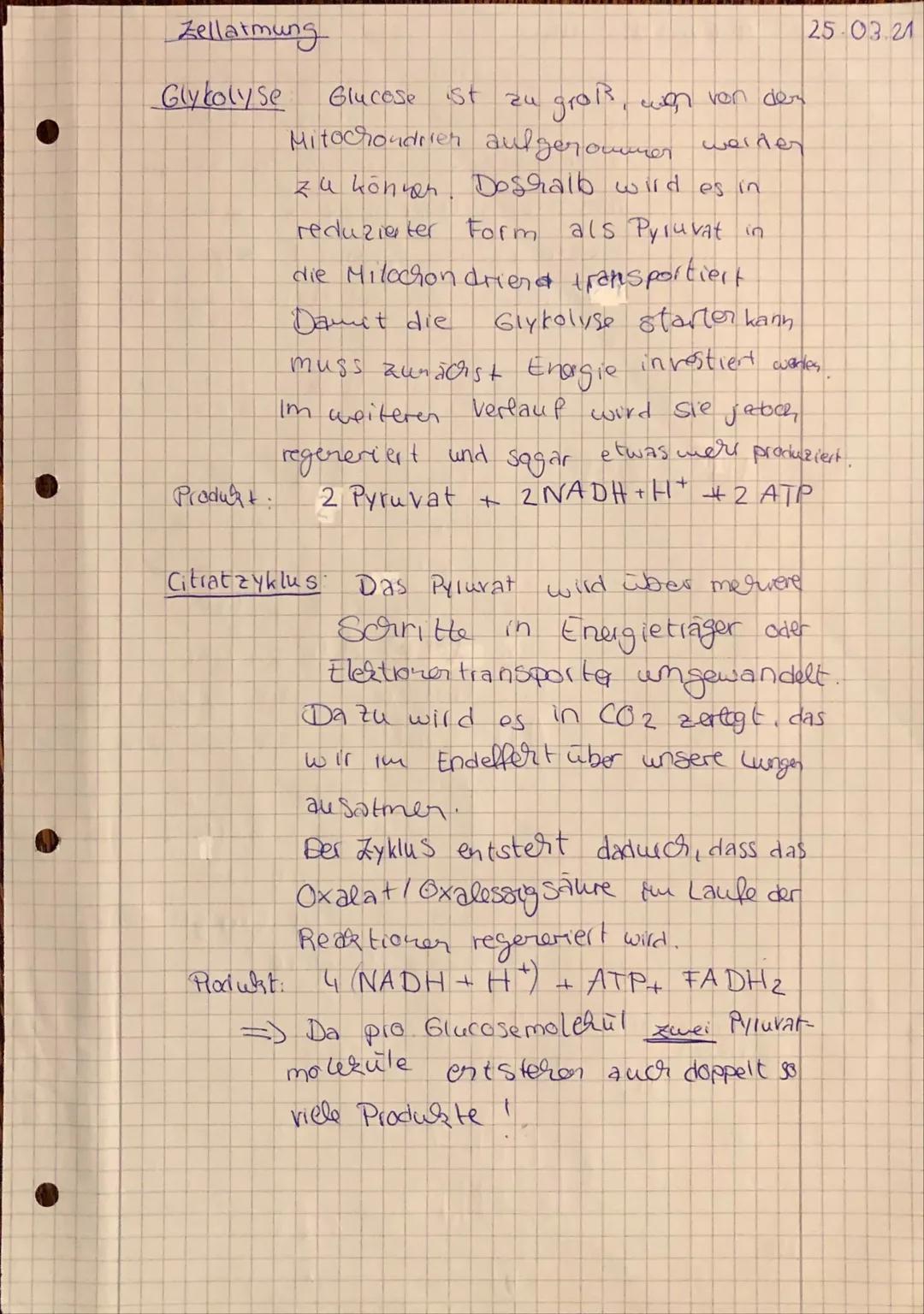 Zellatmung

Glykolyse

Glucose St

25-03.21

zu groß, won von den
Mitochondrien aulgeroummer weiter
zu können. Doshalb wird es in
reduzierte