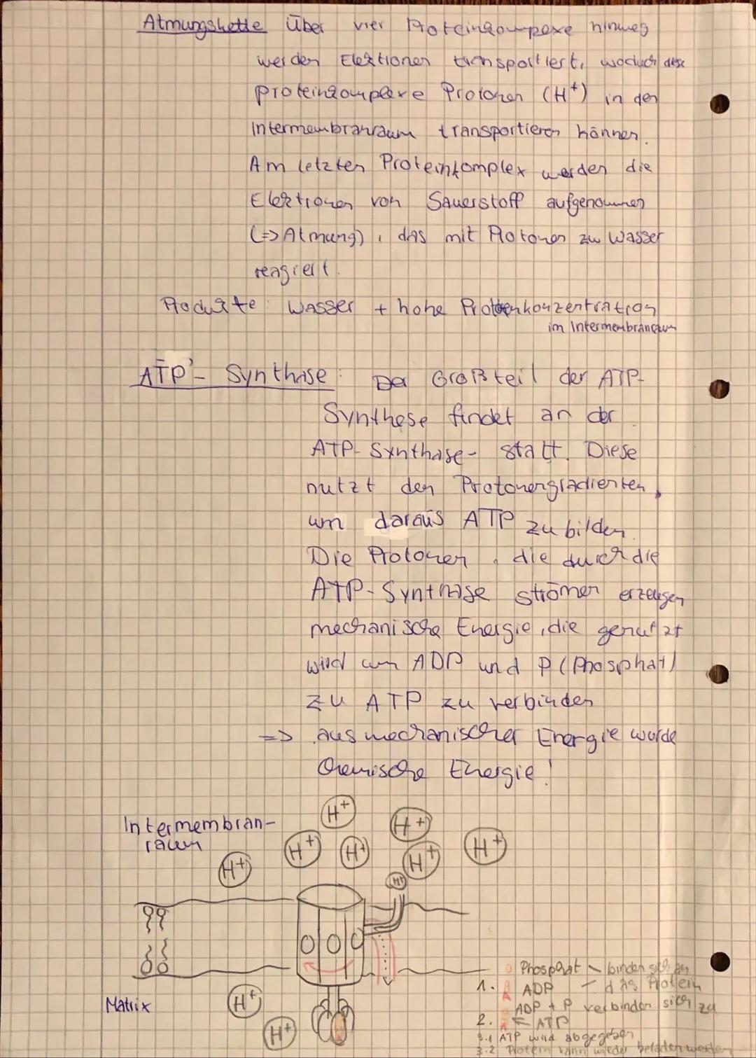 Zellatmung

Glykolyse

Glucose St

25-03.21

zu groß, won von den
Mitochondrien aulgeroummer weiter
zu können. Doshalb wird es in
reduzierte
