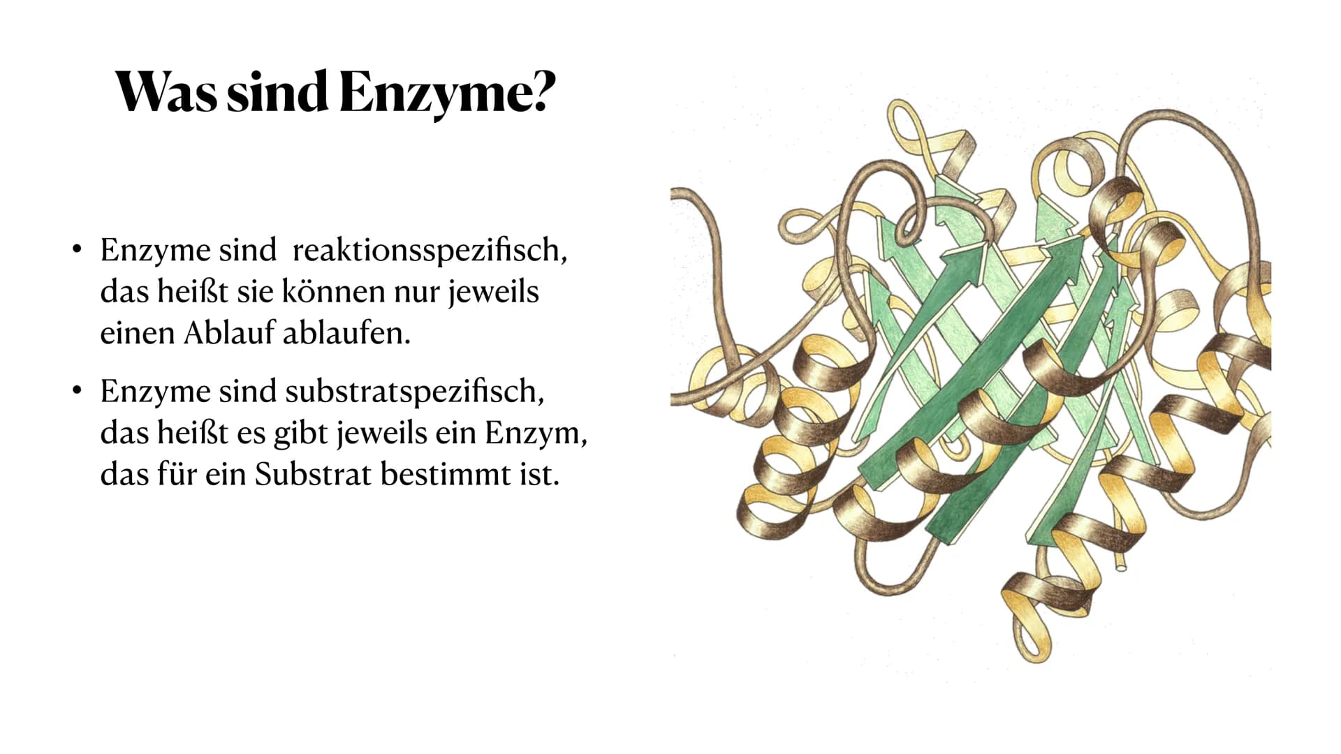 HEY! That's
MY enzyme!
Amoeb
Whatever. Don't see
your name on it.
Competitive Inhibitors: If it fits, it sits.
Enzymatik
Was sind Enzyme? ●
