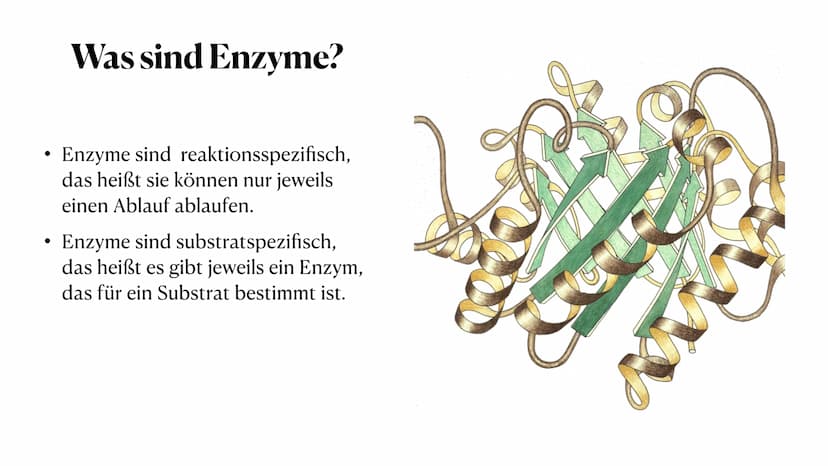 HEY! That's
MY enzyme!
Amoeb
Whatever. Don't see
your name on it.
Competitive Inhibitors: If it fits, it sits.
Enzymatik
Was sind Enzyme? ●
