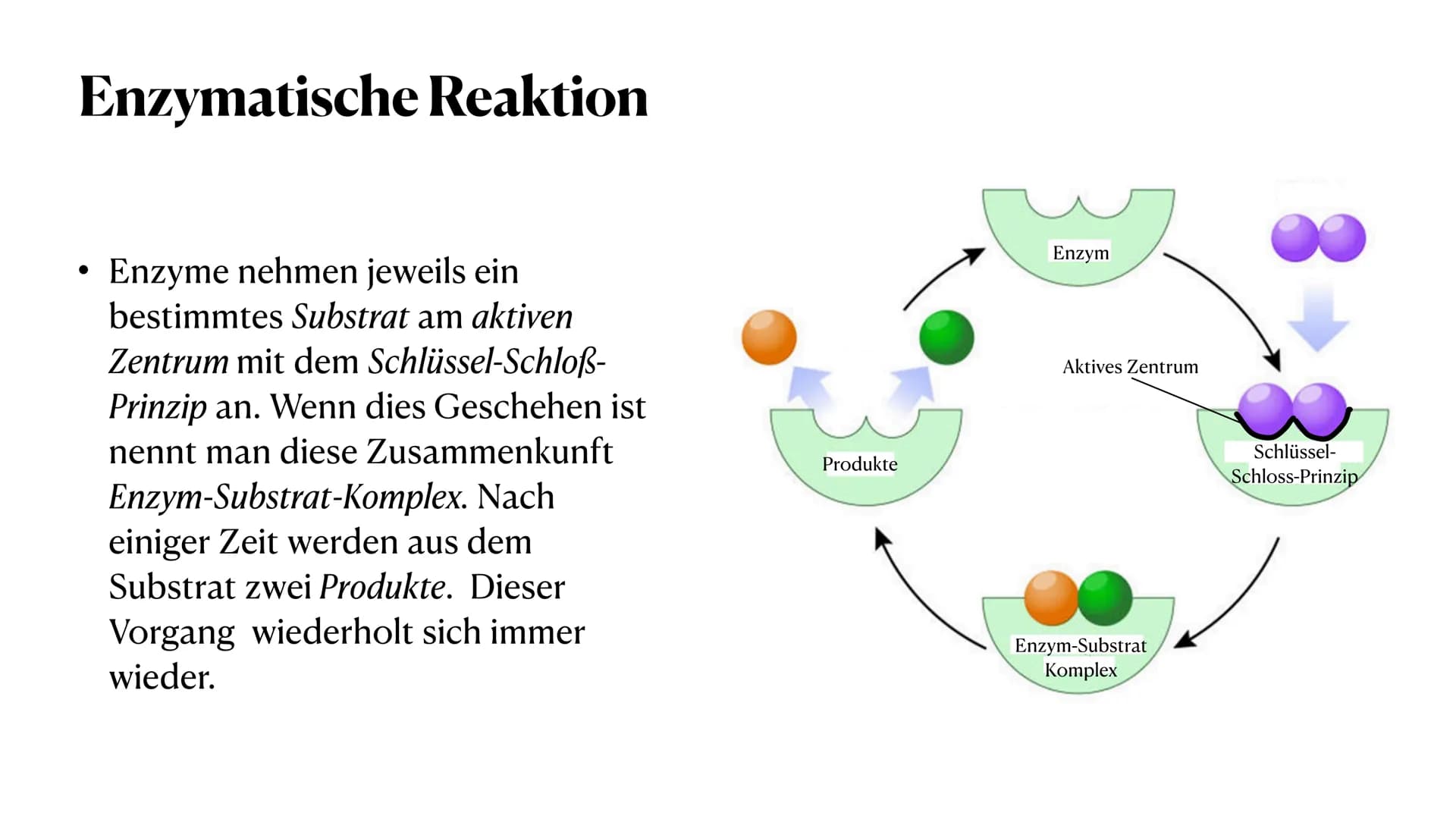 HEY! That's
MY enzyme!
Amoeb
Whatever. Don't see
your name on it.
Competitive Inhibitors: If it fits, it sits.
Enzymatik
Was sind Enzyme? ●
