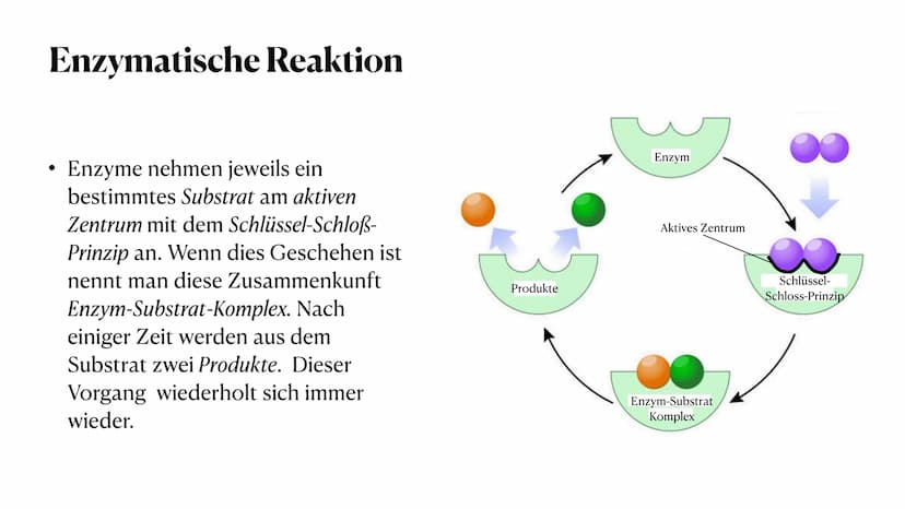 HEY! That's
MY enzyme!
Amoeb
Whatever. Don't see
your name on it.
Competitive Inhibitors: If it fits, it sits.
Enzymatik
Was sind Enzyme? ●
