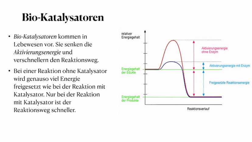 HEY! That's
MY enzyme!
Amoeb
Whatever. Don't see
your name on it.
Competitive Inhibitors: If it fits, it sits.
Enzymatik
Was sind Enzyme? ●
