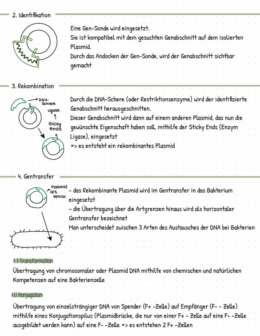Gentechnik
= Methoden und Verfahren, die gezielte Eingriffe in das Erbgut von Lebewesen ermöglicht
> Veränderung und Neuzusammensetzung von 