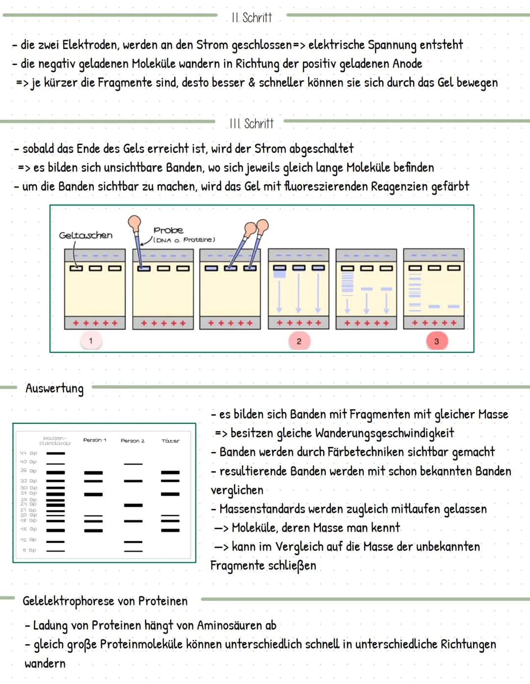 Gentechnik
= Methoden und Verfahren, die gezielte Eingriffe in das Erbgut von Lebewesen ermöglicht
> Veränderung und Neuzusammensetzung von 