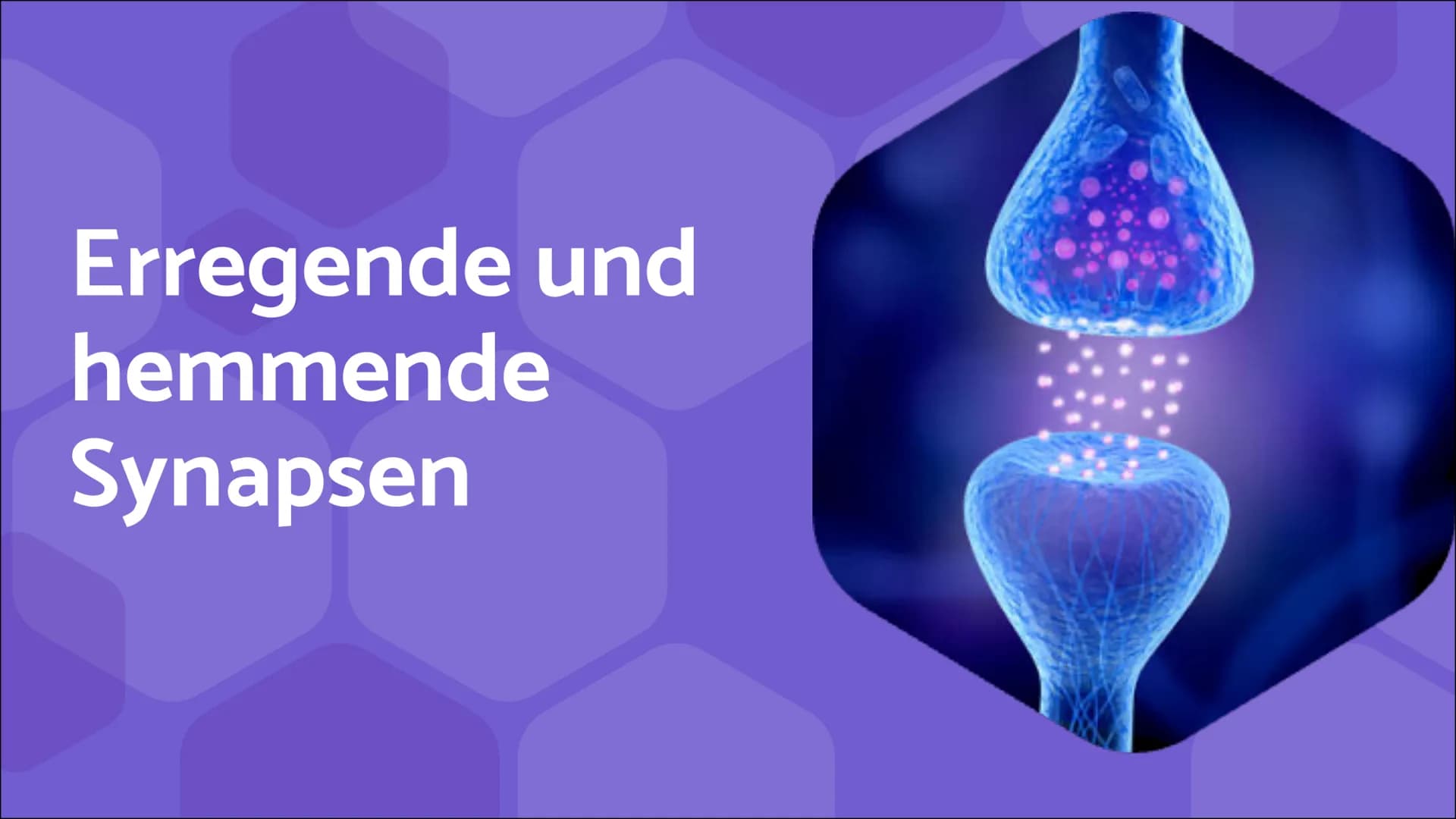Erregende und
hemmende
Synapsen Wie werden unterschiedliche
postsynaptische Potentiale
verrechnet und in ein neues
Aktionspotential umgesetz
