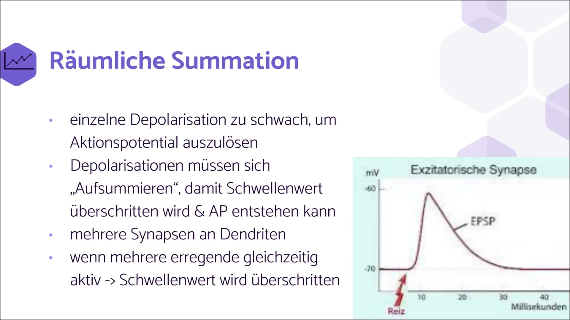 Erregende und
hemmende
Synapsen Wie werden unterschiedliche
postsynaptische Potentiale
verrechnet und in ein neues
Aktionspotential umgesetz