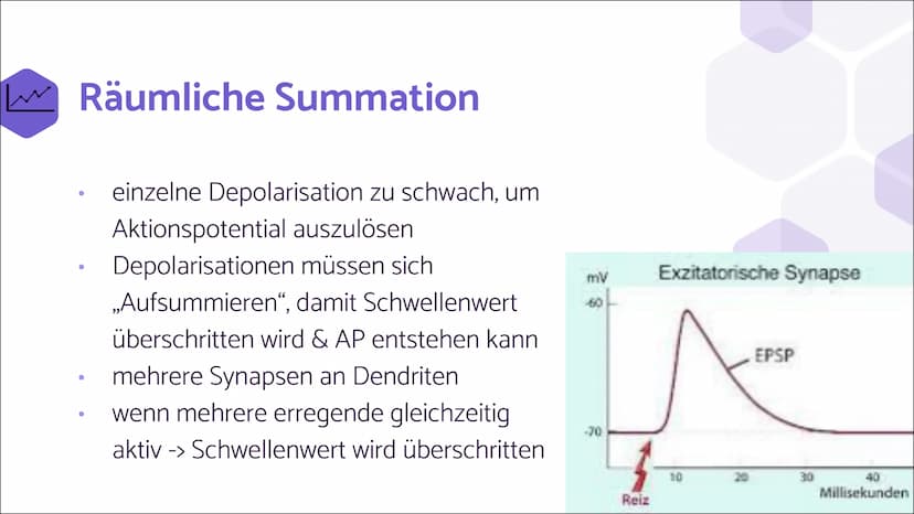 Erregende und
hemmende
Synapsen Wie werden unterschiedliche
postsynaptische Potentiale
verrechnet und in ein neues
Aktionspotential umgesetz