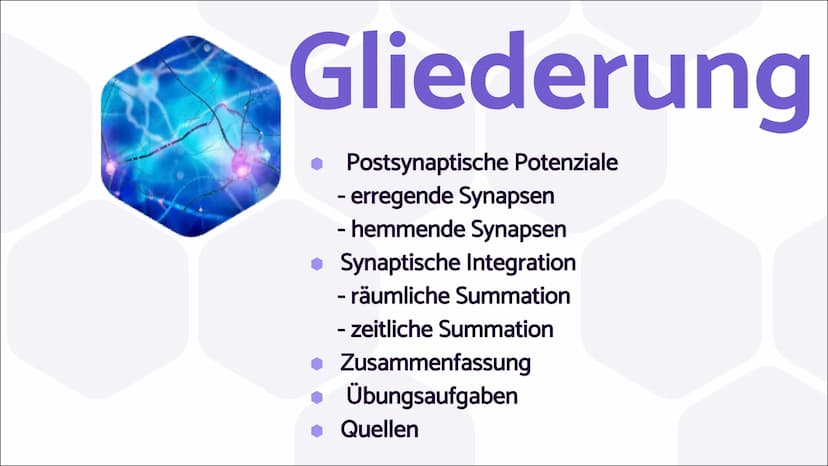 Erregende und
hemmende
Synapsen Wie werden unterschiedliche
postsynaptische Potentiale
verrechnet und in ein neues
Aktionspotential umgesetz