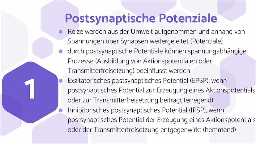 Erregende und
hemmende
Synapsen Wie werden unterschiedliche
postsynaptische Potentiale
verrechnet und in ein neues
Aktionspotential umgesetz