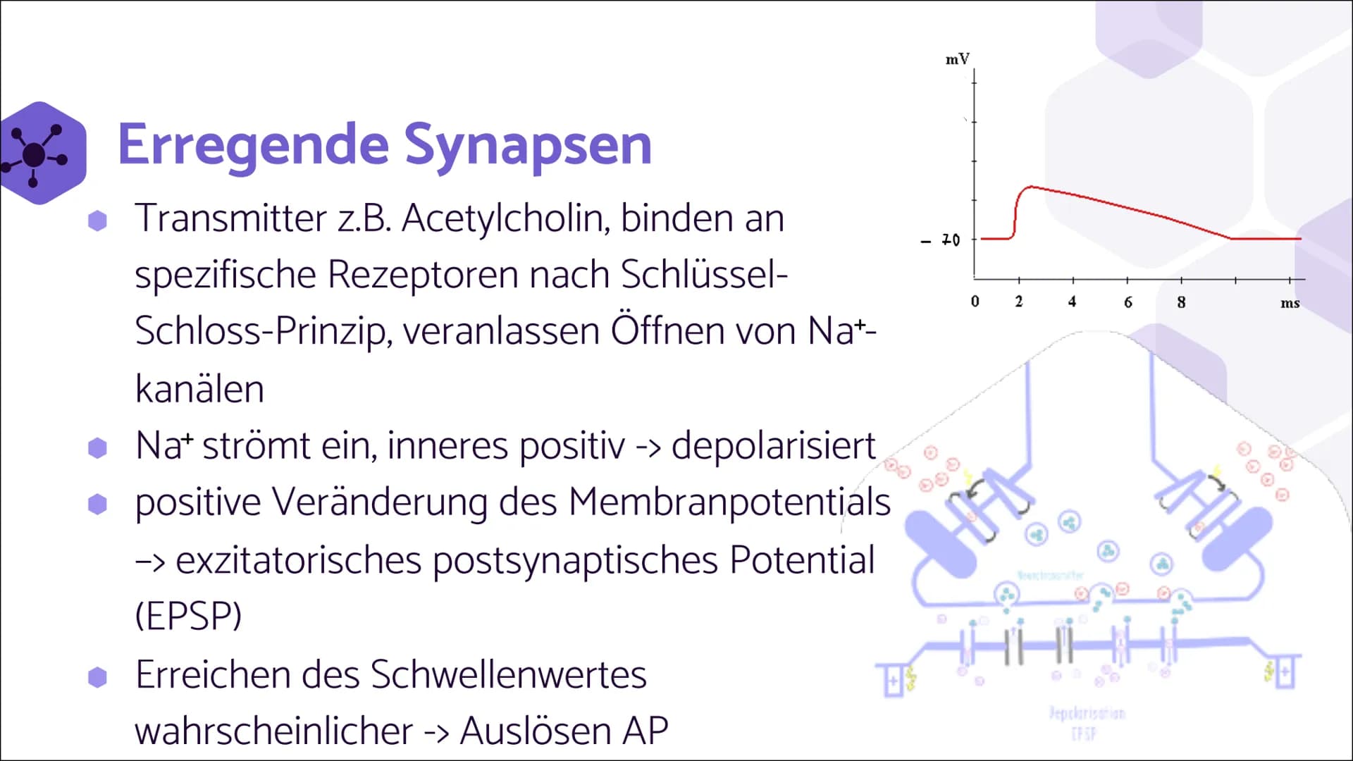 Erregende und
hemmende
Synapsen Wie werden unterschiedliche
postsynaptische Potentiale
verrechnet und in ein neues
Aktionspotential umgesetz