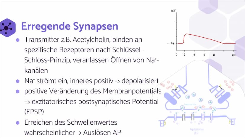 Erregende und
hemmende
Synapsen Wie werden unterschiedliche
postsynaptische Potentiale
verrechnet und in ein neues
Aktionspotential umgesetz