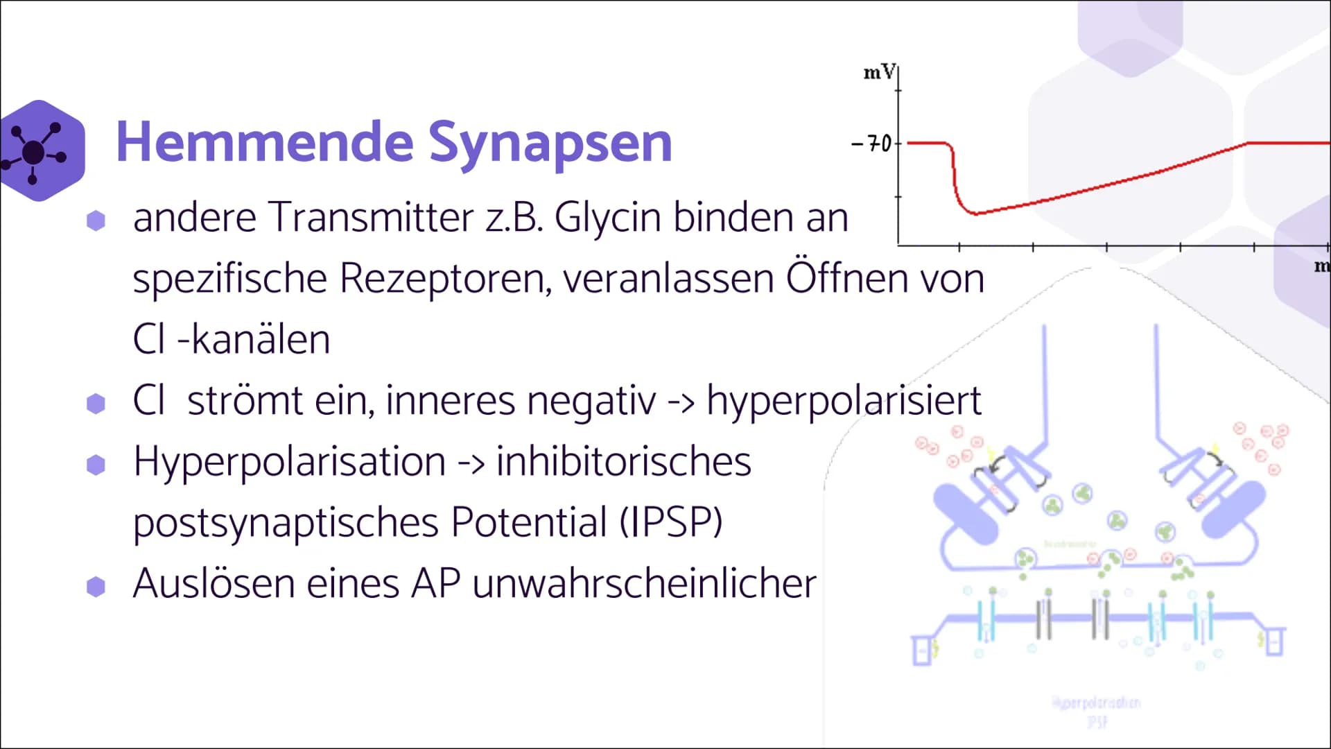Erregende und
hemmende
Synapsen Wie werden unterschiedliche
postsynaptische Potentiale
verrechnet und in ein neues
Aktionspotential umgesetz