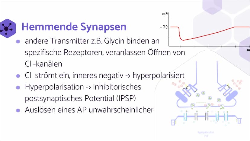 Erregende und
hemmende
Synapsen Wie werden unterschiedliche
postsynaptische Potentiale
verrechnet und in ein neues
Aktionspotential umgesetz