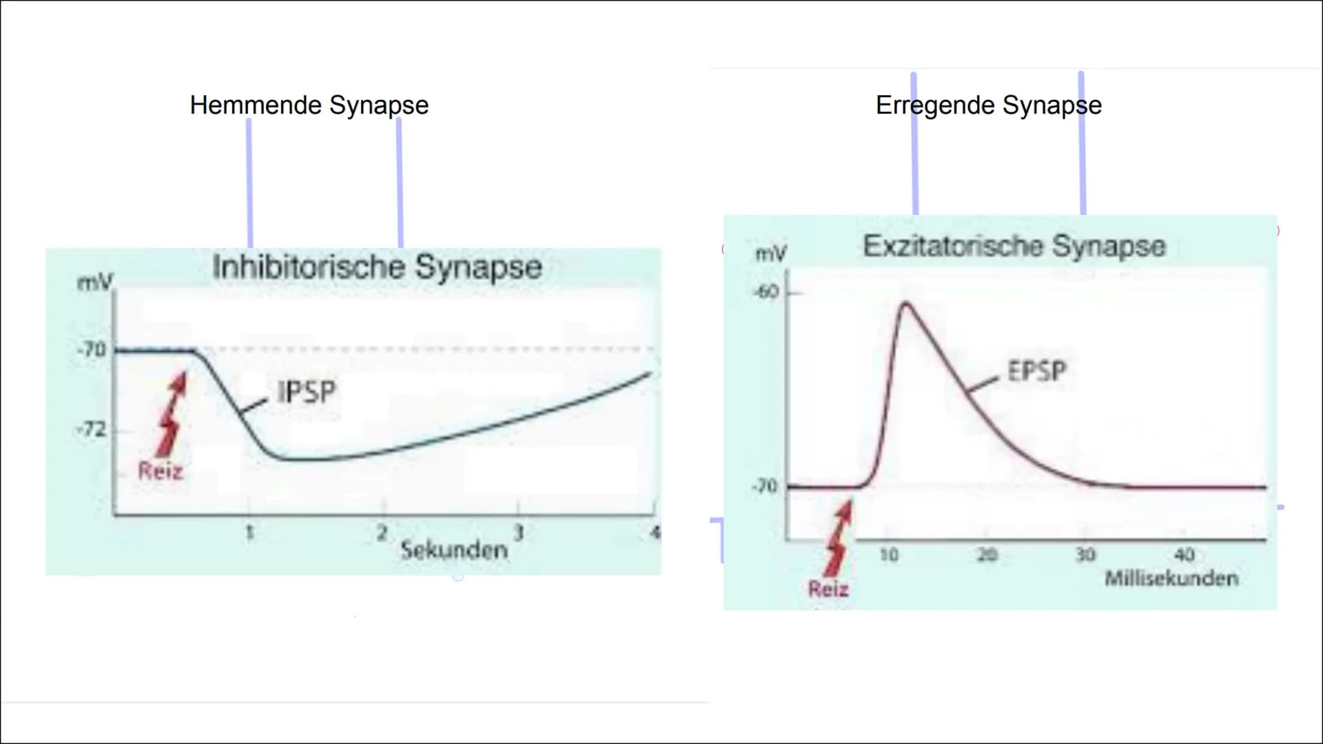 Erregende und
hemmende
Synapsen Wie werden unterschiedliche
postsynaptische Potentiale
verrechnet und in ein neues
Aktionspotential umgesetz