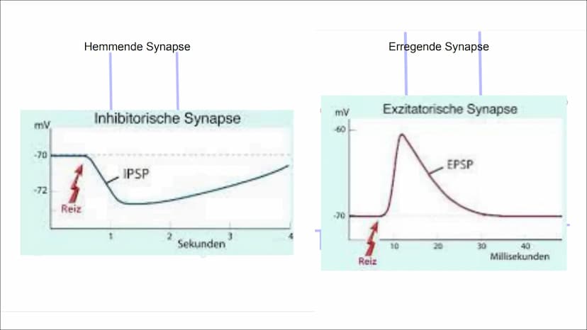Erregende und
hemmende
Synapsen Wie werden unterschiedliche
postsynaptische Potentiale
verrechnet und in ein neues
Aktionspotential umgesetz