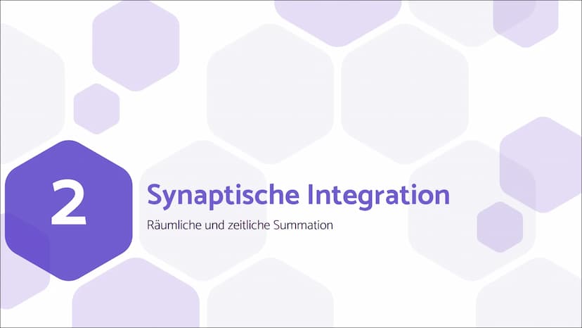 Erregende und
hemmende
Synapsen Wie werden unterschiedliche
postsynaptische Potentiale
verrechnet und in ein neues
Aktionspotential umgesetz