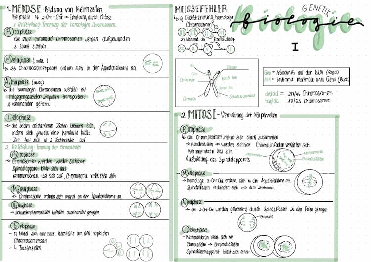 Know Biologie Genetik/ Humangenetik / Mitose / Meiose / Erbgänge / Mendelsche Regeln thumbnail