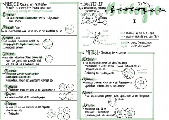 Know Biologie Genetik/ Humangenetik / Mitose / Meiose / Erbgänge / Mendelsche Regeln thumbnail