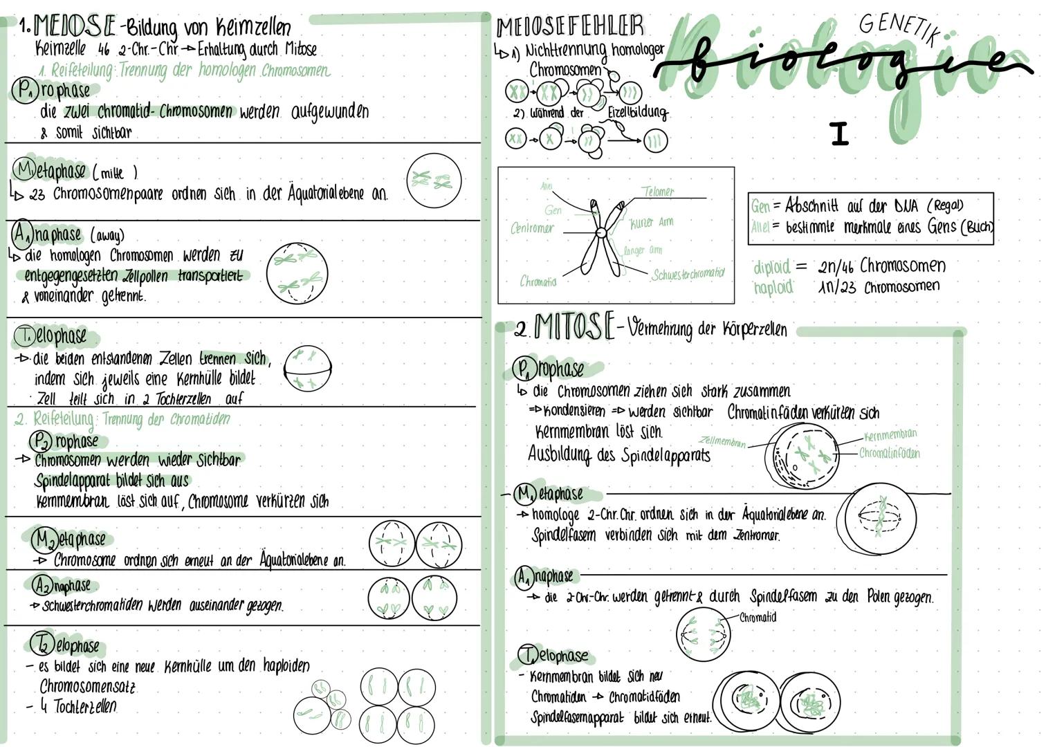 1.MEIOSE-Bildung
von heimzellen
Keimzelle 46 2-Chr.-Chr → Erhaltung durch Mitose.
1. Reifeteilung: Trennung der homologen Chromosomen
Pro ph