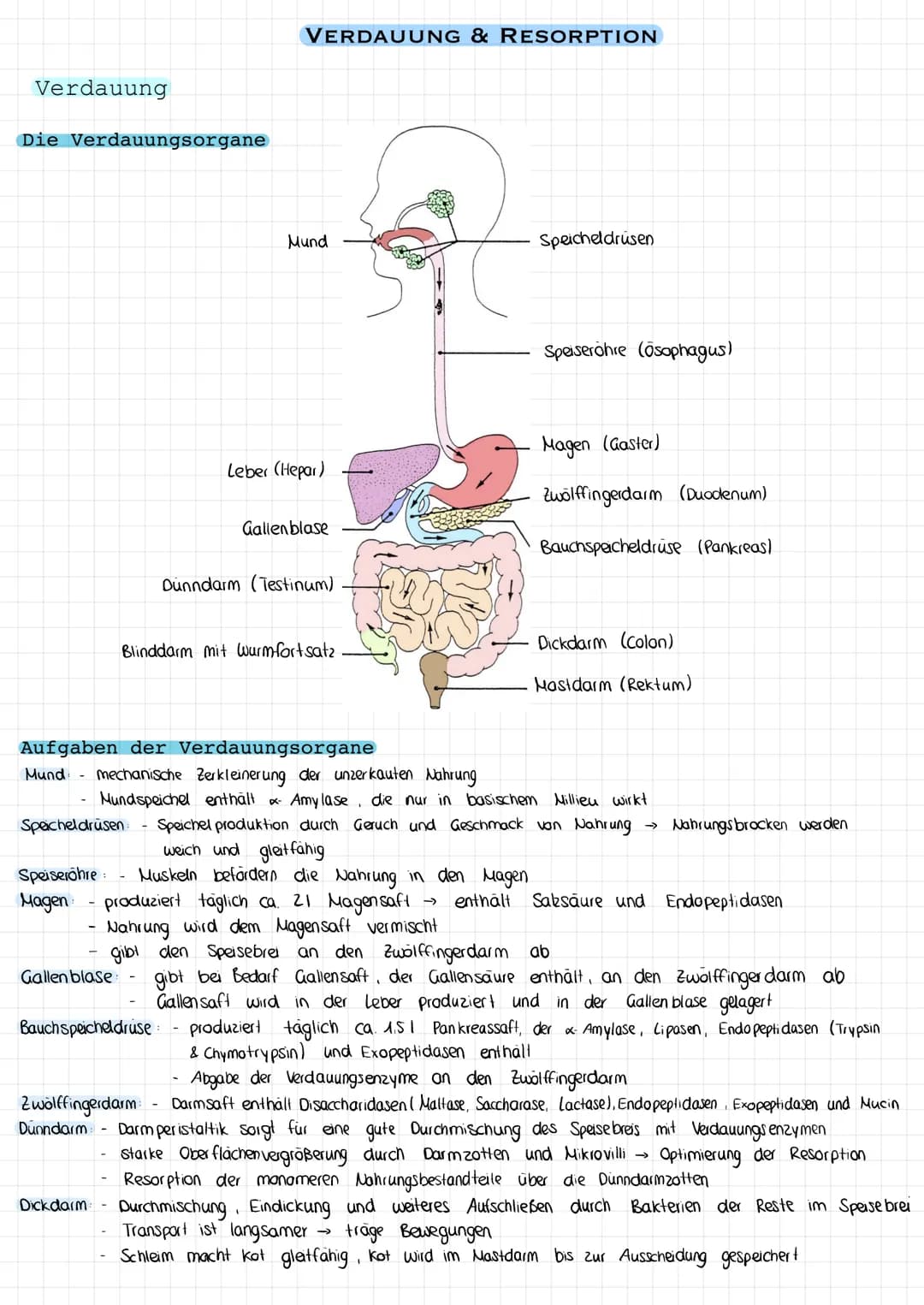 Verdauung
Die Verdauungsorgane
Gallen blase:
VERDAUUNG & RESORPTION
Bauchspeicheldrüse
Dickdarm
Mund
Leber (Hepar)
Zwölffingerdarm
Dunndarm
