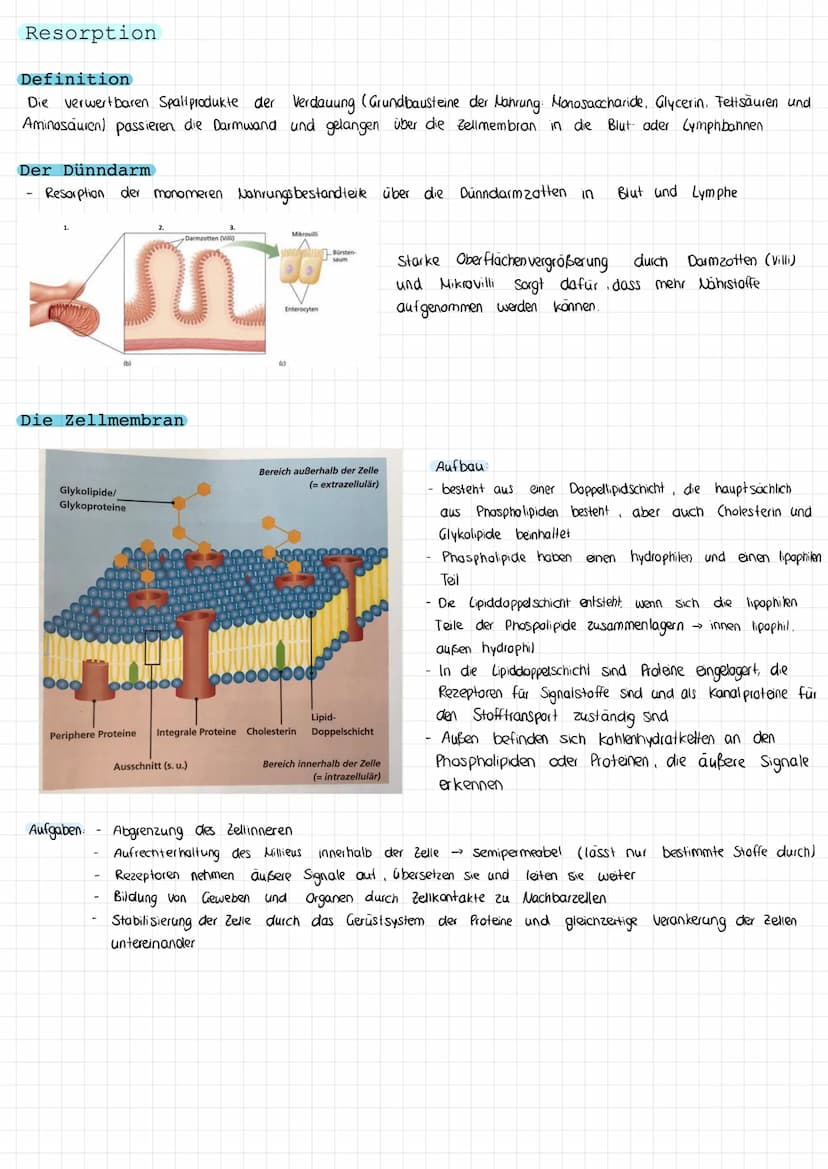 Verdauung
Die Verdauungsorgane
Gallen blase:
VERDAUUNG & RESORPTION
Bauchspeicheldrüse
Dickdarm
Mund
Leber (Hepar)
Zwölffingerdarm
Dunndarm
