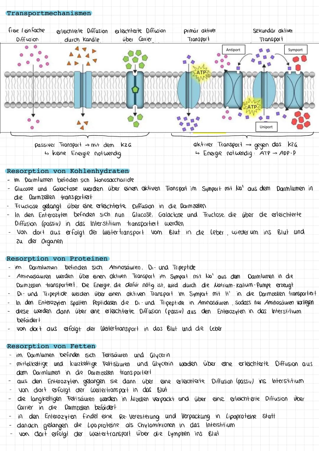 Verdauung
Die Verdauungsorgane
Gallen blase:
VERDAUUNG & RESORPTION
Bauchspeicheldrüse
Dickdarm
Mund
Leber (Hepar)
Zwölffingerdarm
Dunndarm
