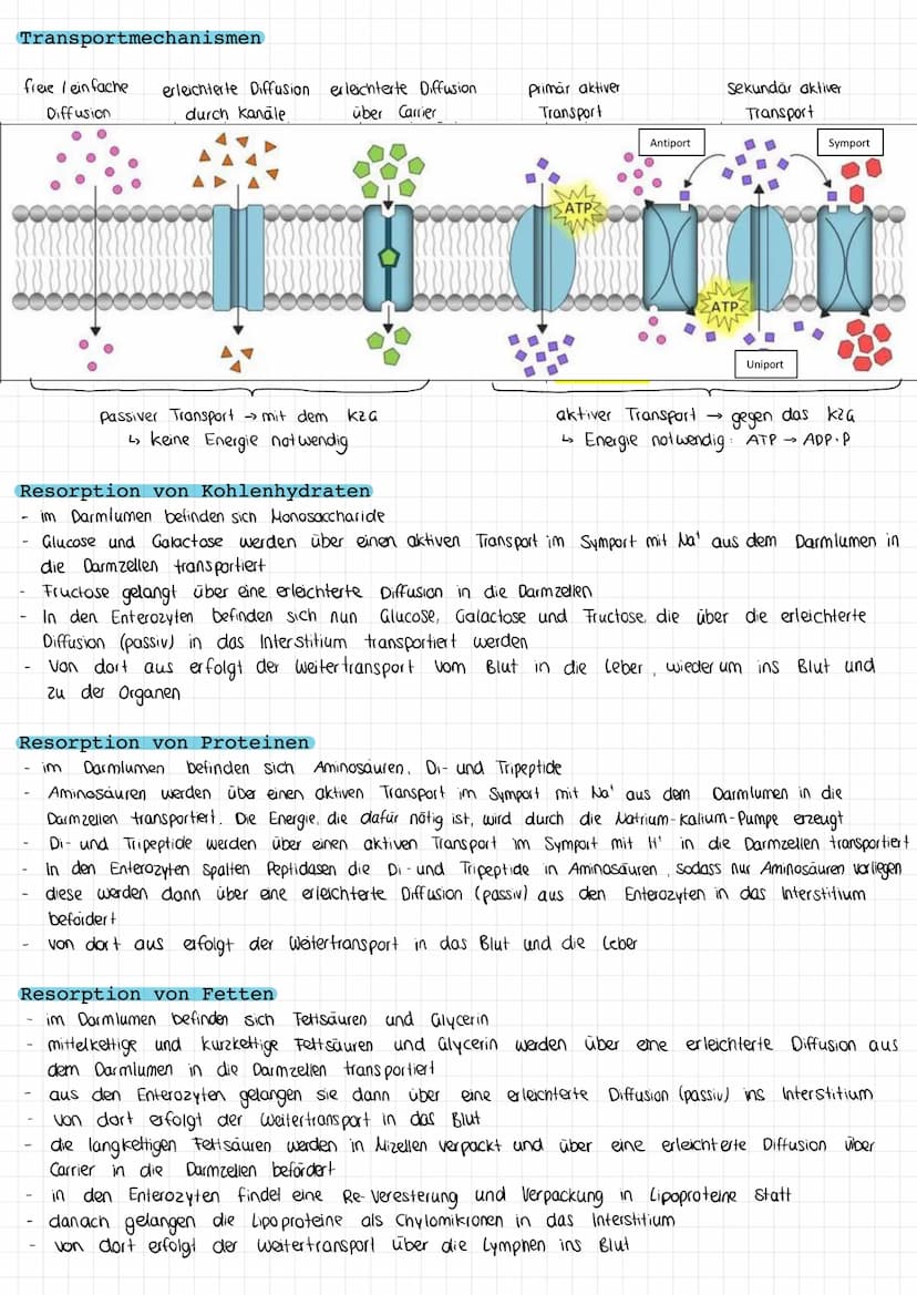 Verdauung
Die Verdauungsorgane
Gallen blase:
VERDAUUNG & RESORPTION
Bauchspeicheldrüse
Dickdarm
Mund
Leber (Hepar)
Zwölffingerdarm
Dunndarm
