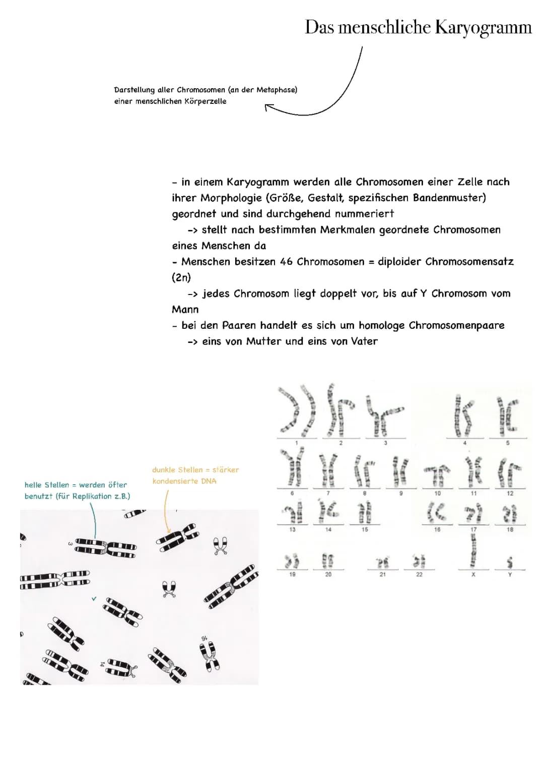Karyogramm (Genetik)