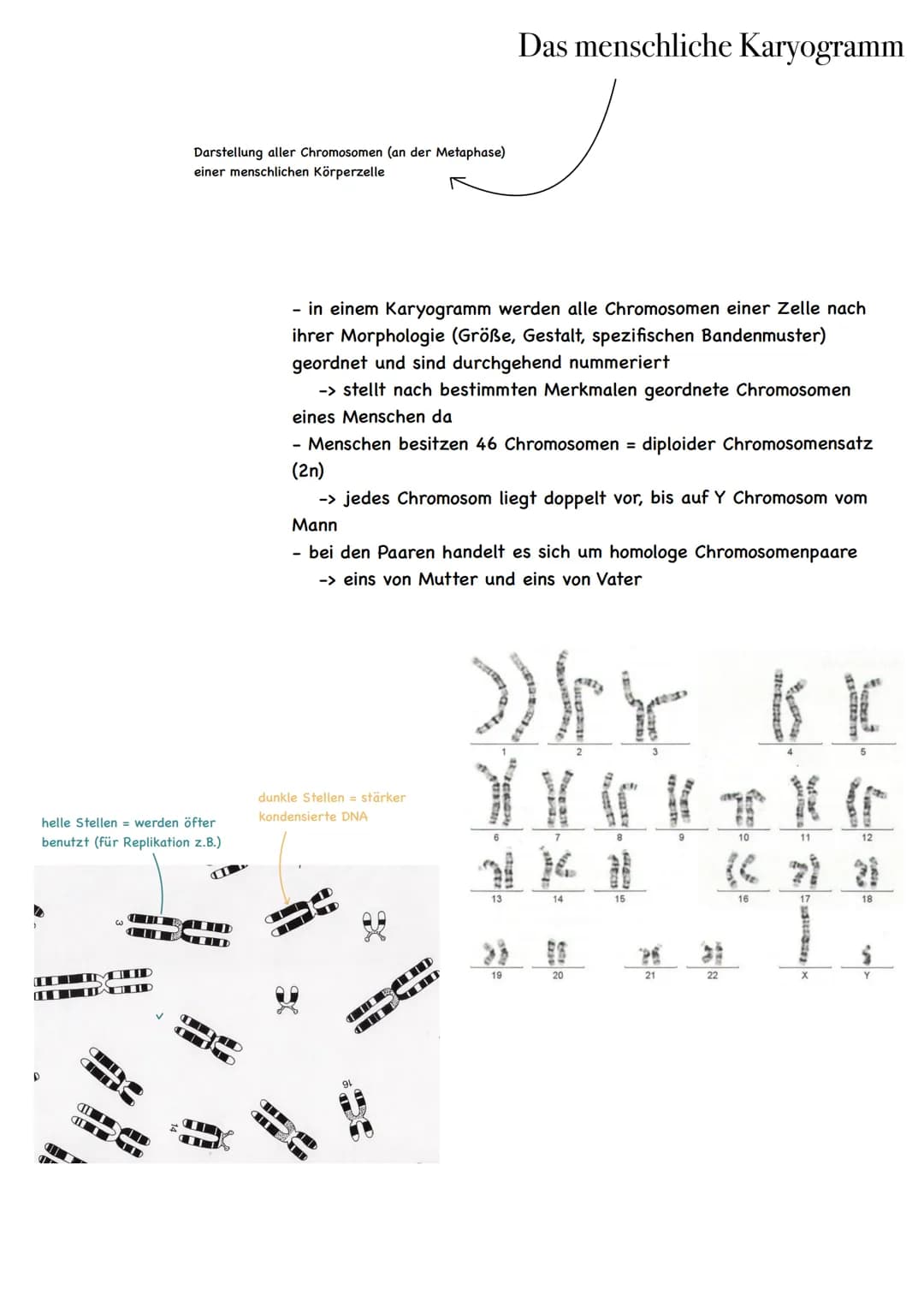 D
helle Stellen werden öfter
benutzt (für Replikation z.B.)
UMUD
لا
D
ADID
JLT
D
Darstellung aller Chromosomen (an der Metaphase)
einer mens