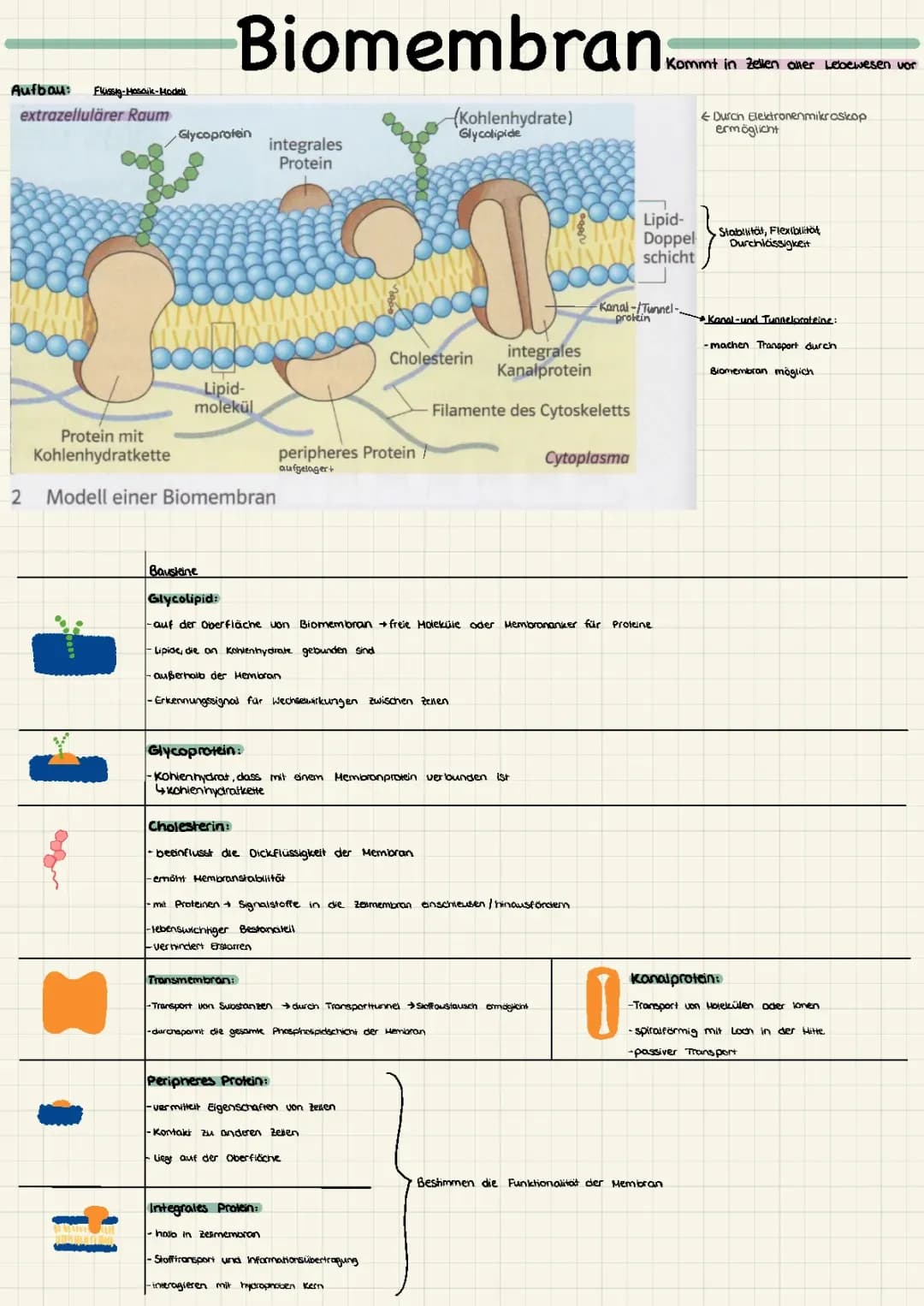 Biomembran