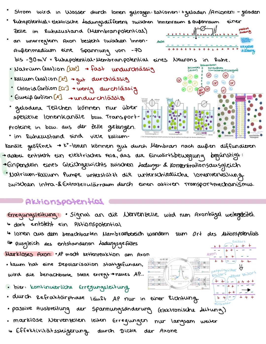 # Nervenzelle

Dendriten
zellhörper (soma)

Zellkern

Jelluern der schwannische Zellen

Schwann'sche zelle

Axon

Myelinscheide

ranviersche