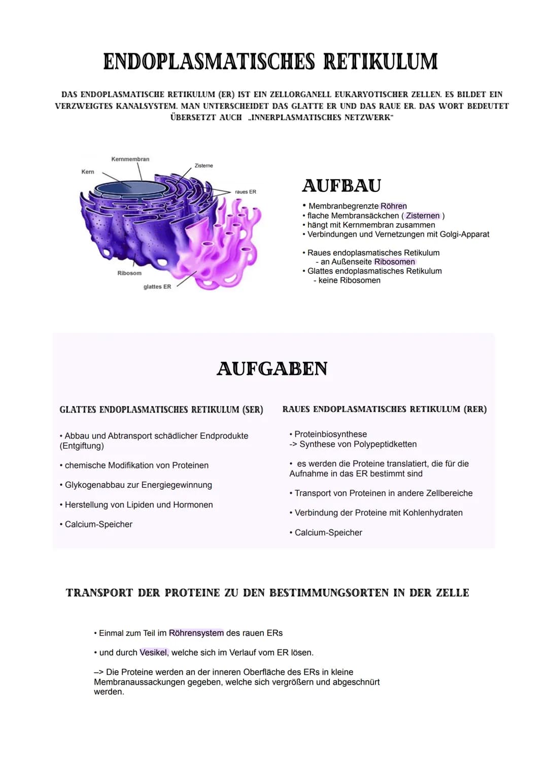 ENDOPLASMATISCHES RETIKULUM
DAS ENDOPLASMATISCHE RETIKULUM (ER) IST EIN ZELLORGANELL EUKARYOTISCHER ZELLEN. ES BILDET EIN
VERZWEIGTES KANALS