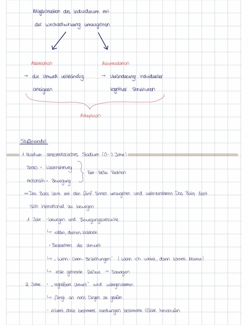 KOGNITIVE ENTWICKLUNG
(nach Piaget)
Grundannahmen
Aquilibration
Adaption
Assimilation
• Prozess des stabilen, dynamischen Gleichgewichts zwi