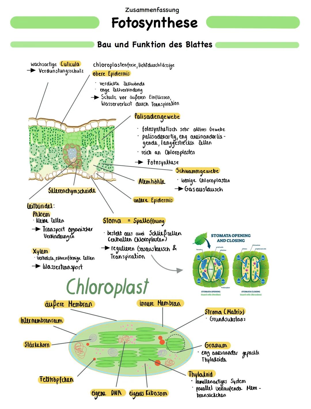 Zusammenfassung
# Fotosynthese

Bau und Funktion des Blattes

wachsartige Cuticula
► Verdunstungsschutz

chloroplastenfreie, licht durchläss