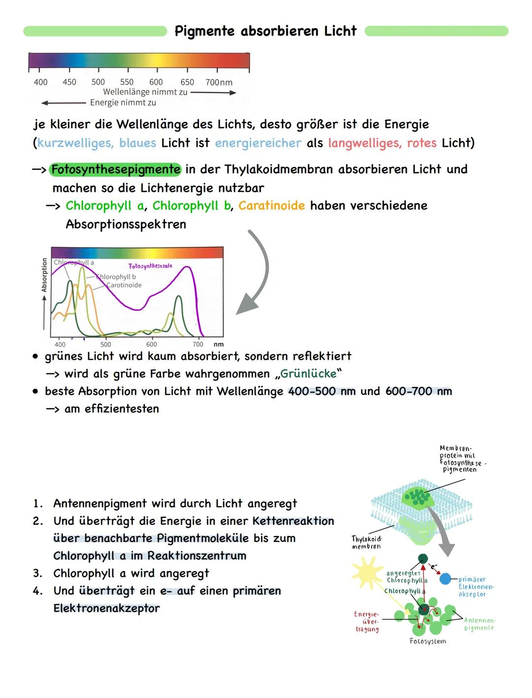 Zusammenfassung
# Fotosynthese

Bau und Funktion des Blattes

wachsartige Cuticula
► Verdunstungsschutz

chloroplastenfreie, licht durchläss