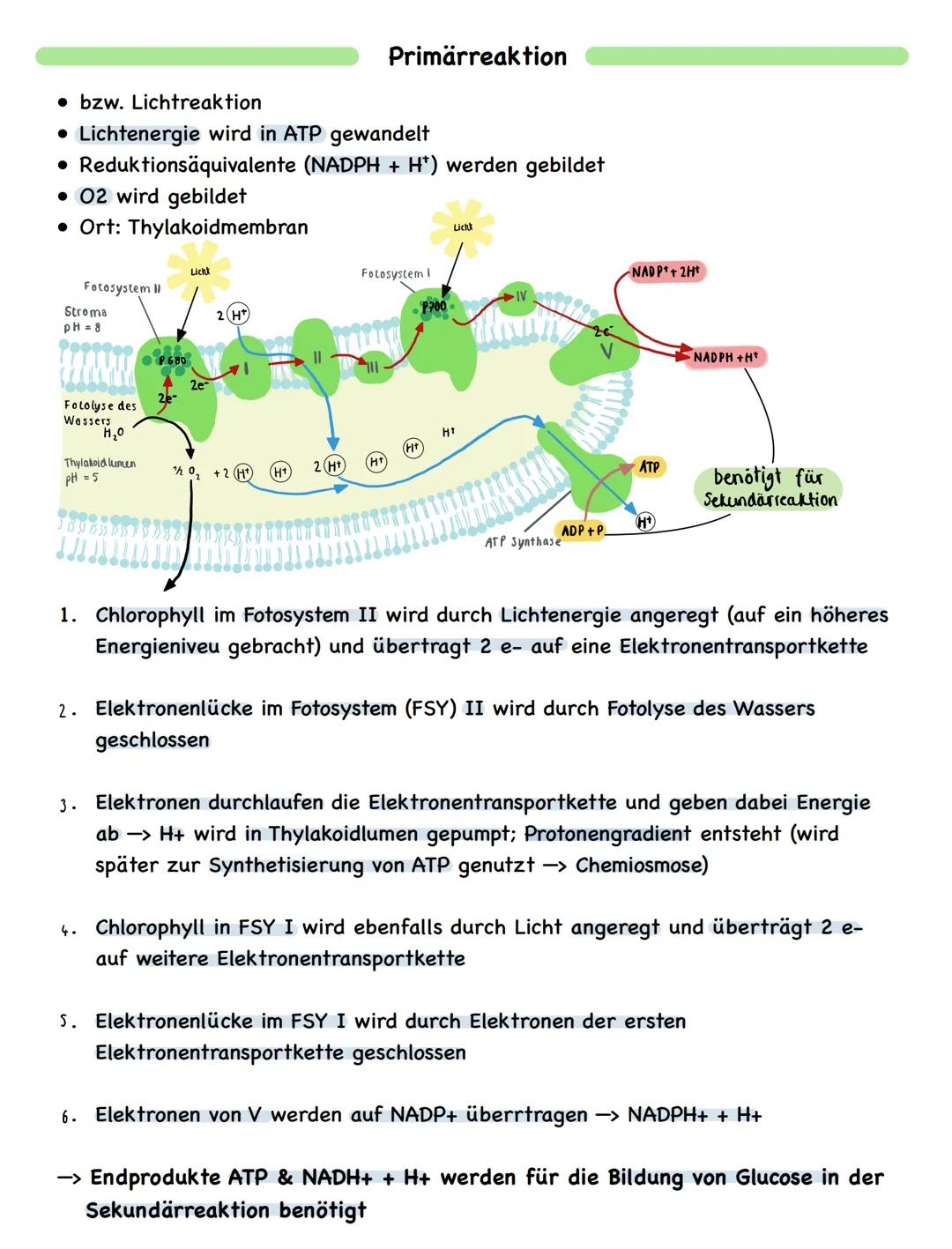 Zusammenfassung
# Fotosynthese

Bau und Funktion des Blattes

wachsartige Cuticula
► Verdunstungsschutz

chloroplastenfreie, licht durchläss